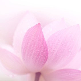 Ein Blütenkopf in den Farben Rosa und Weiß